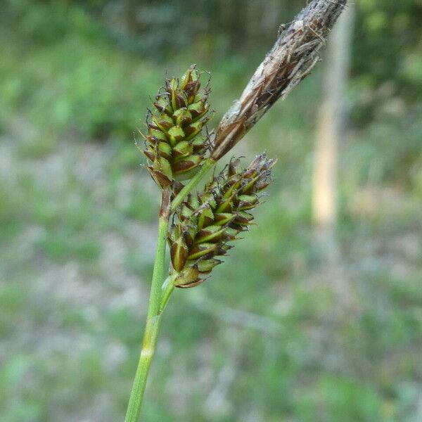 Carex depressa چھال
