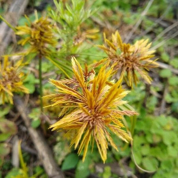 Cyperus strigosus 花