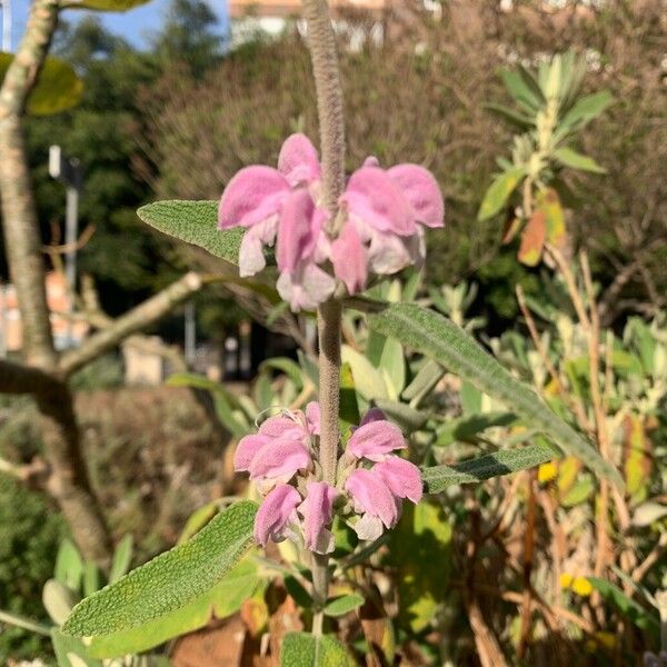 Phlomis purpurea फूल