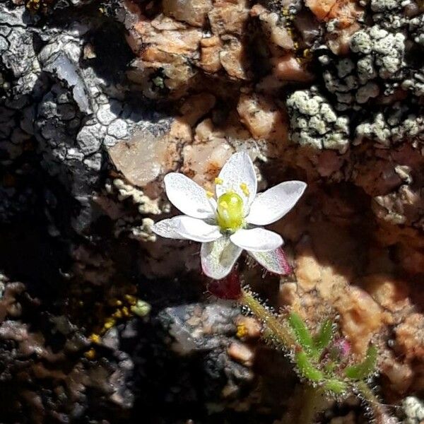 Spergula arvensis Кветка