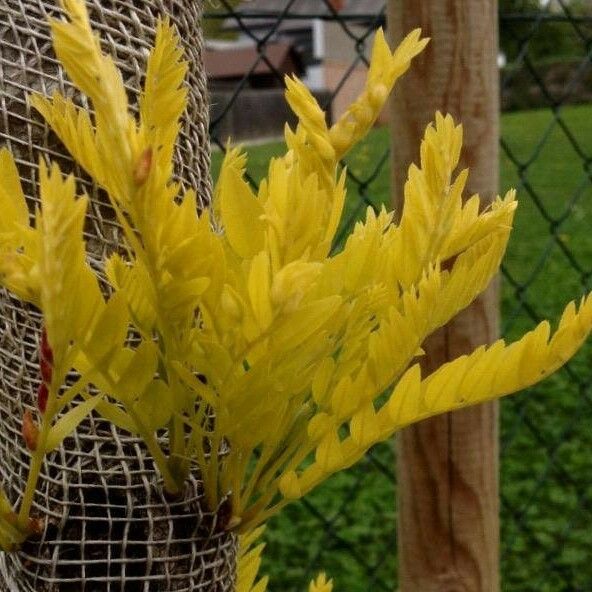 Gleditsia triacanthos Blad