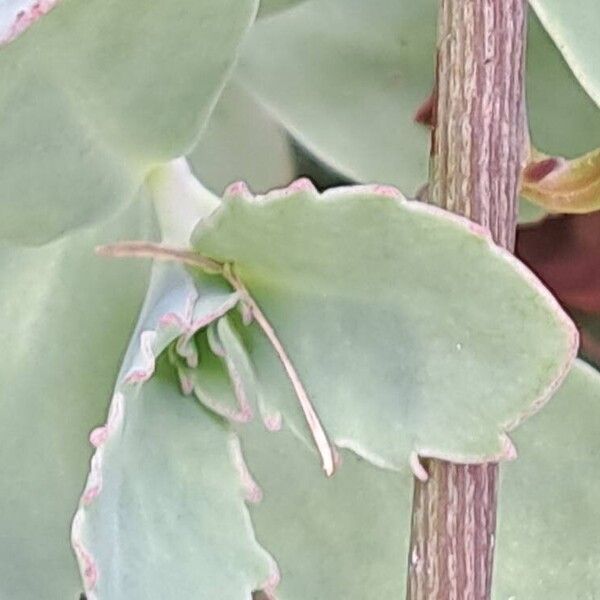 Kalanchoe fedtschenkoi ᱥᱟᱠᱟᱢ