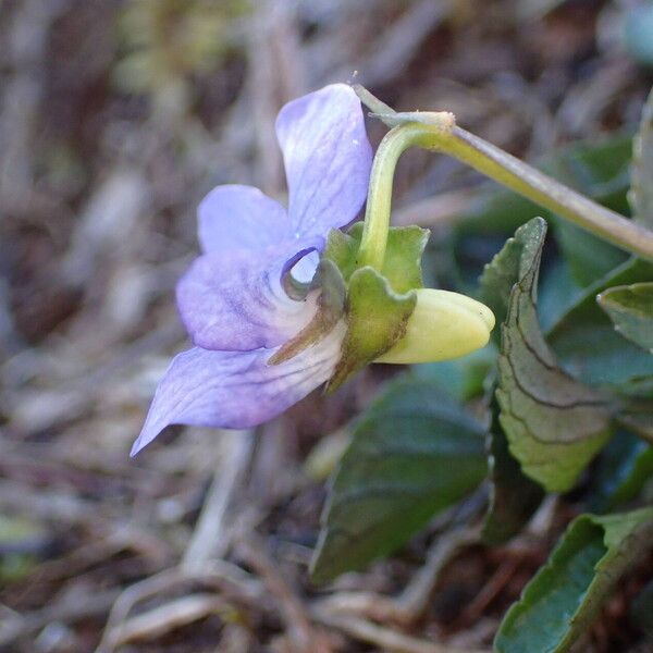 Viola canina Flor