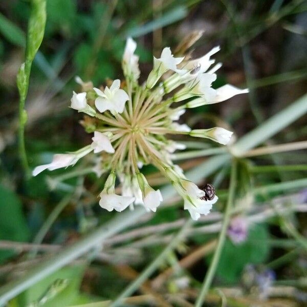 Allium pallens Kvet