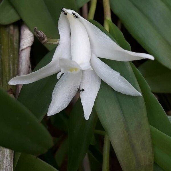 Dendrobium crumenatum Virág