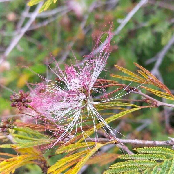 Calliandra surinamensis 花