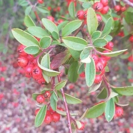 Cotoneaster pannosus ᱡᱚ