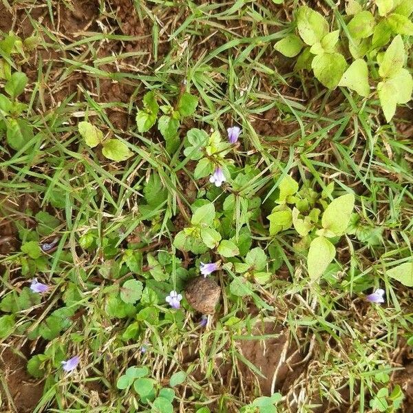 Torenia crustacea Blomst