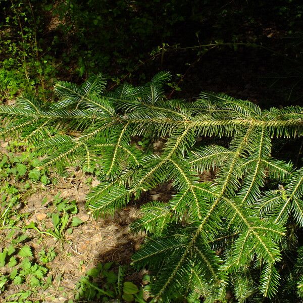 Abies cilicica Лист