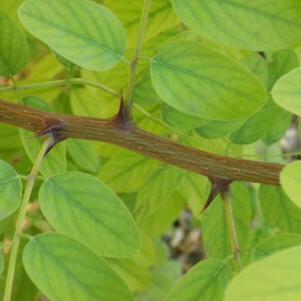 Robinia pseudoacacia বাকল