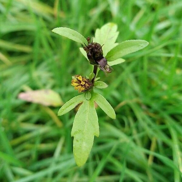 Bidens tripartita 葉