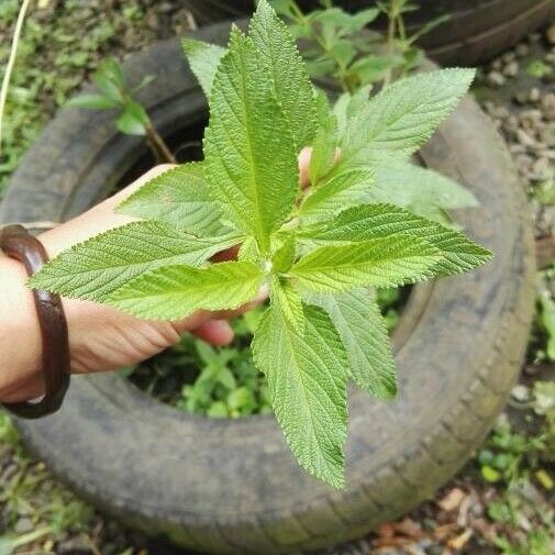 Frunză