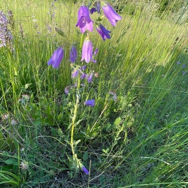 Campanula sibirica Habitus