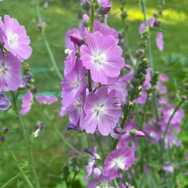 Sidalcea neomexicana Цвят