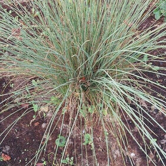 Juncus inflexus 葉