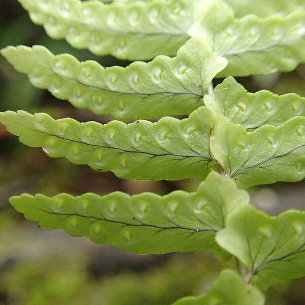 Nephrolepis undulata Leaf