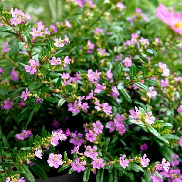 Cuphea hyssopifolia Flor