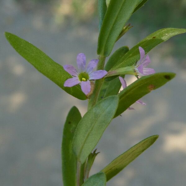 Lythrum hyssopifolia Flor