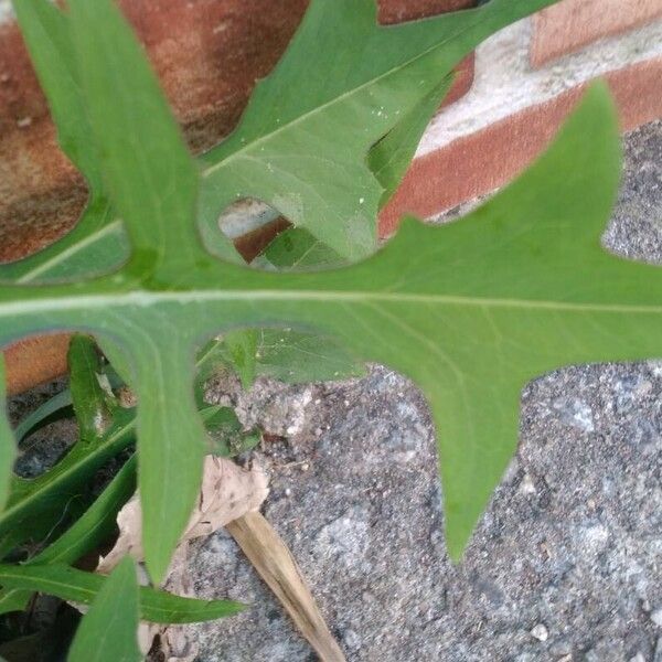 Lactuca canadensis Φύλλο