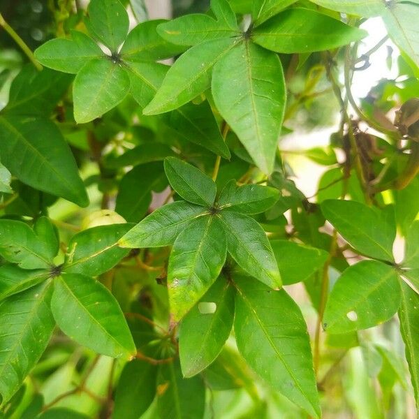 Ipomoea cairica Leaf