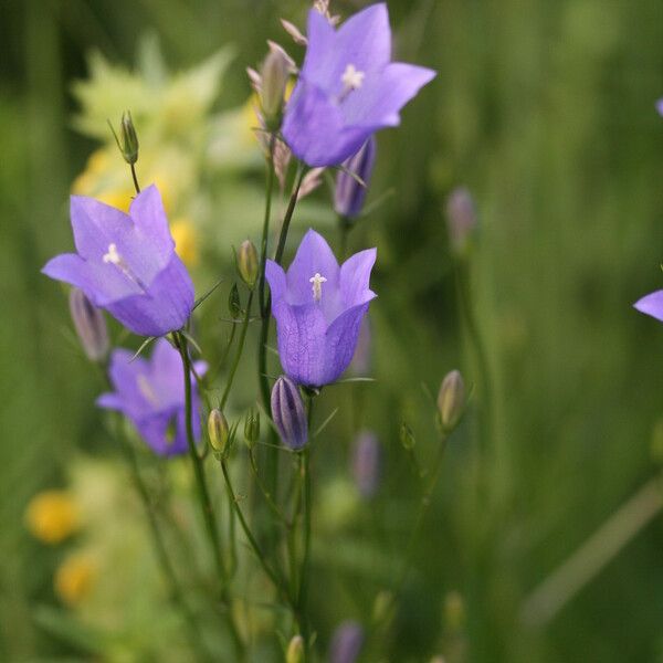 Campanula rotundifolia Habit