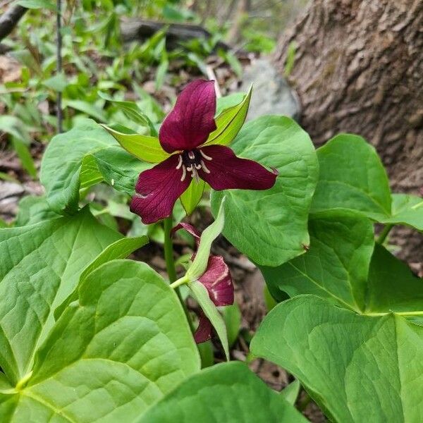 Trillium erectum Flower