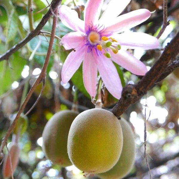 Passiflora tripartita Fleur