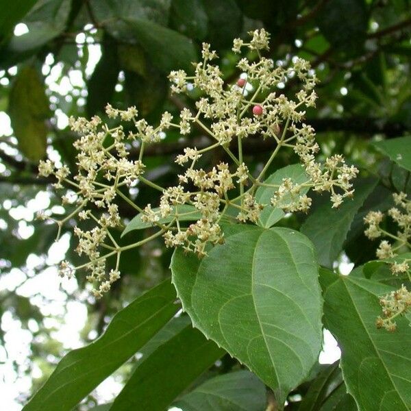 Hasseltia floribunda 其他