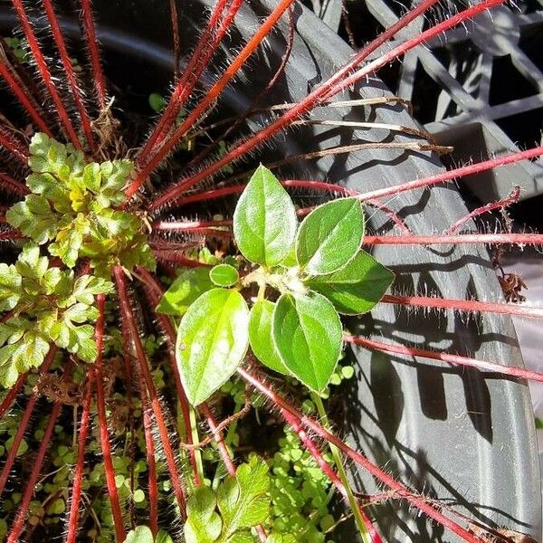 Dissotis rotundifolia Φύλλο