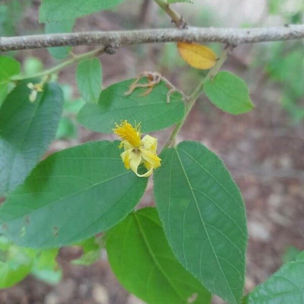 Grewia flavescens Blomma