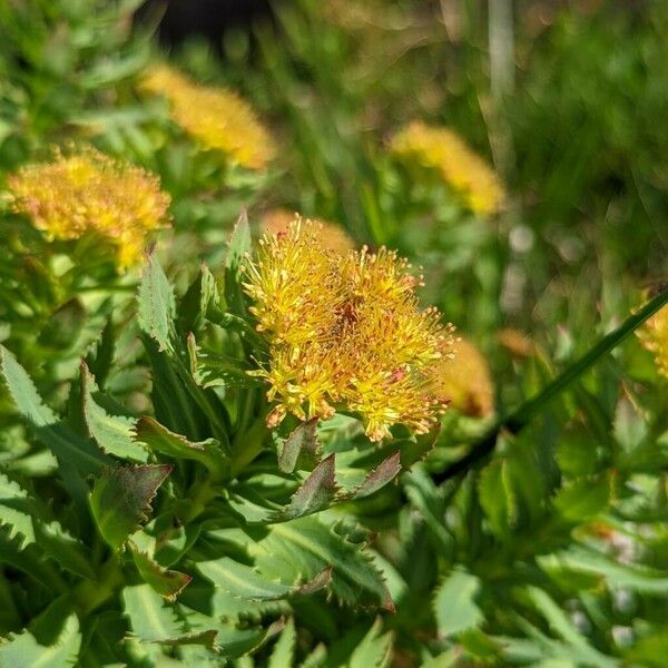 Rhodiola rosea फूल