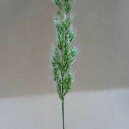 Trisetaria panicea Fruit