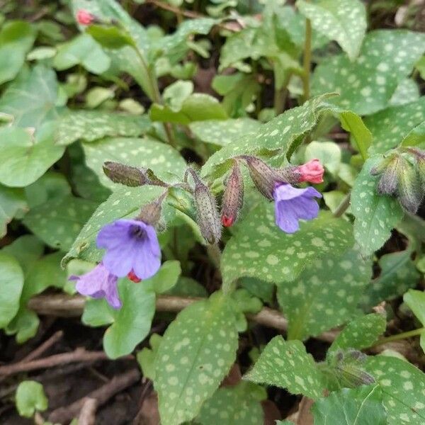 Pulmonaria saccharata 花