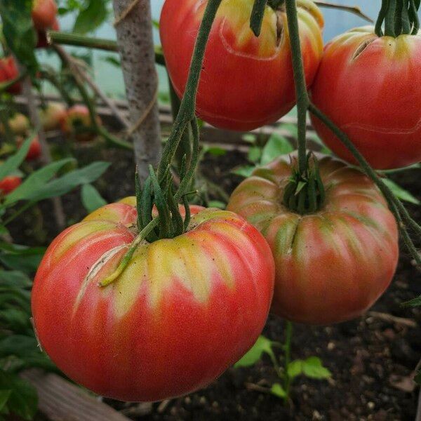 Solanum lycopersicum Ffrwyth