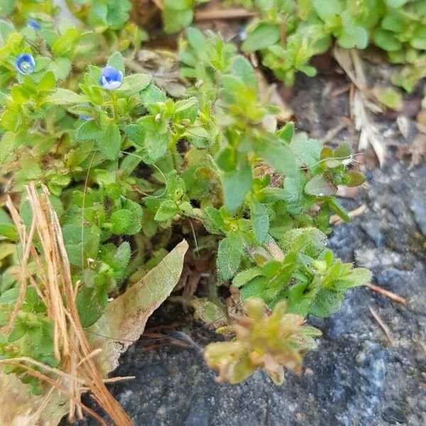 Veronica arvensis पत्ता