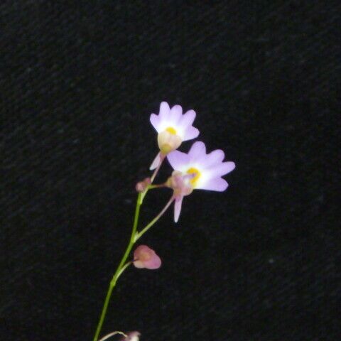 Utricularia striatula ᱵᱟᱦᱟ