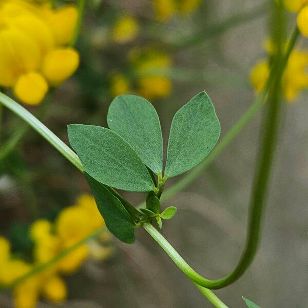 Lotus tenuis 葉