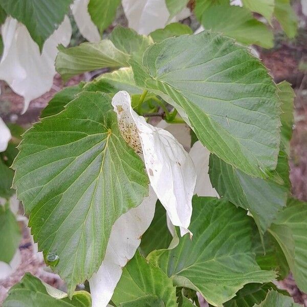 Davidia involucrata Fulla