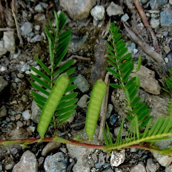 Chamaecrista glandulosa Плід