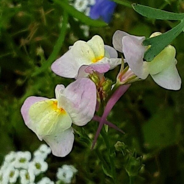 Linaria maroccana Blomma