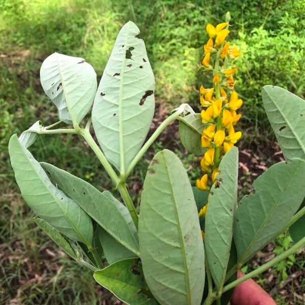 Crotalaria mitchellii Blomst