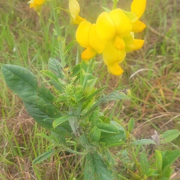 Crotalaria spectabilis പുഷ്പം