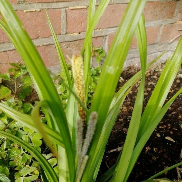 Carex distans Blüte