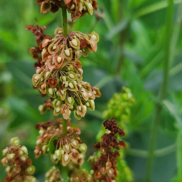 Rumex longifolius फल