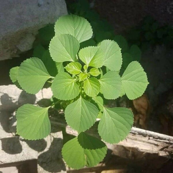 Acalypha indica Fuelha