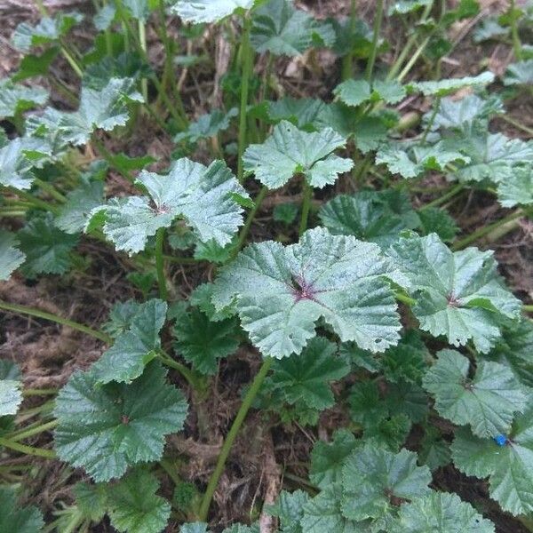 Malva neglecta Blad