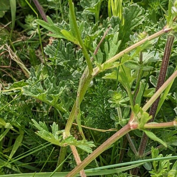 Ranunculus macrophyllus Blad