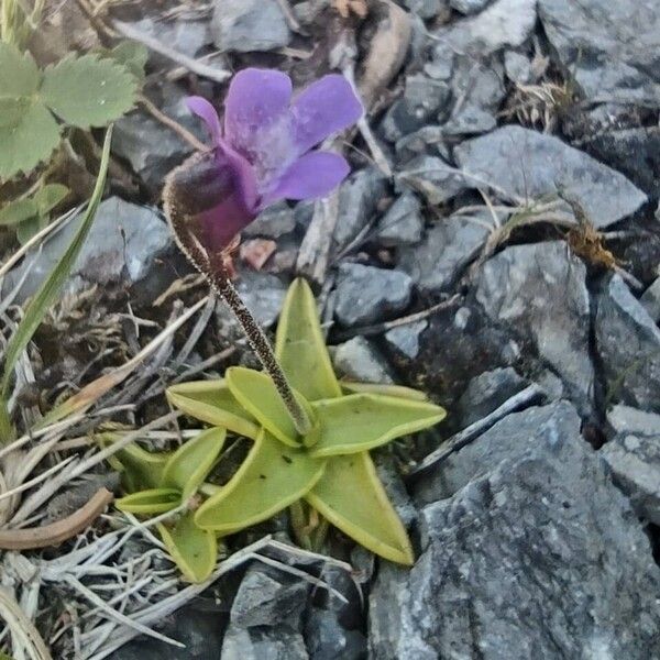 Pinguicula vulgaris 花