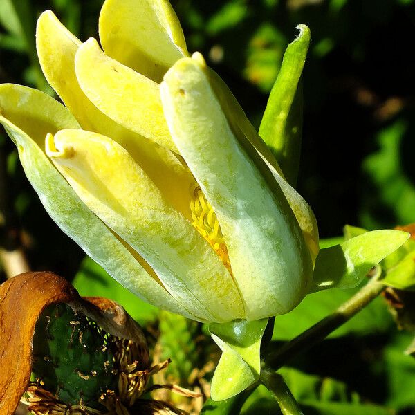 Magnolia acuminata Flower