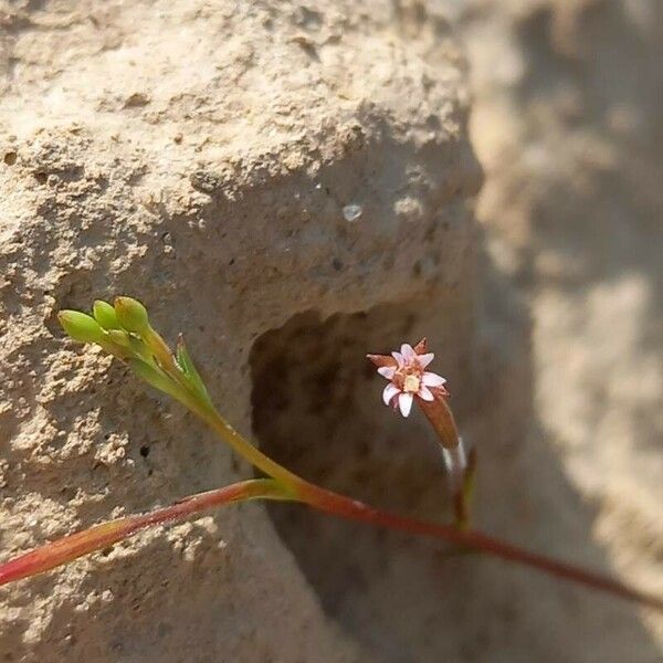 Epilobium brachycarpum Flower